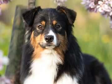 Australian shepherd · Bø i Telemark · Margit Knutsdotter Buen