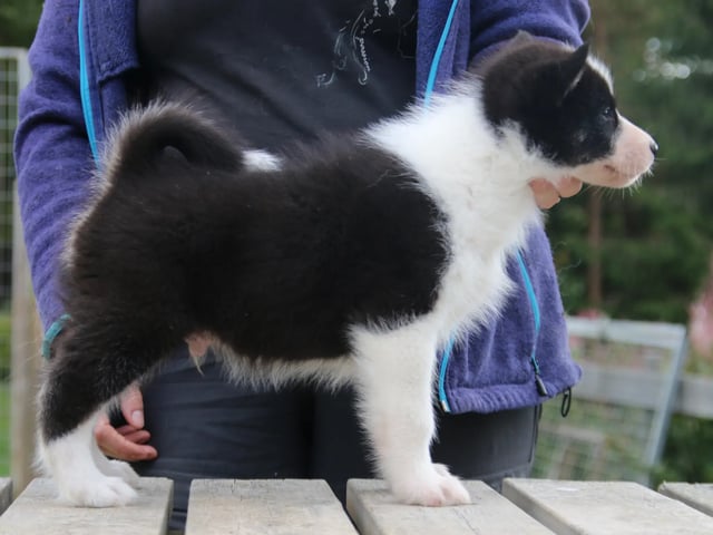 Greenland Dog