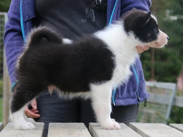 Greenland Dog · Etnedal · Tasermiut Kennel