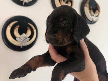 Polish Hunting Dog · Fliseryd · Kelly G.