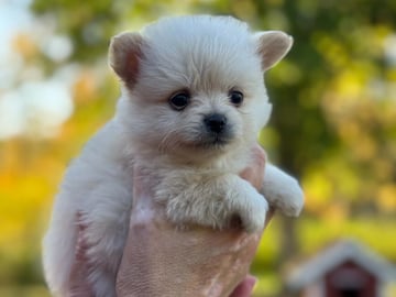 Pomchi · Vikbolandet · Bodil A.