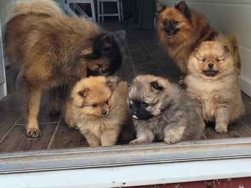 German Spitz – Mittelspitz · örebro · Barråsens