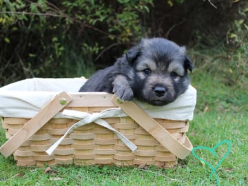Finnish Lapphund · Skiptvet · Dompel Dimpel