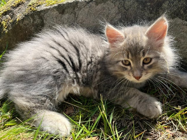 Sibirisk kat