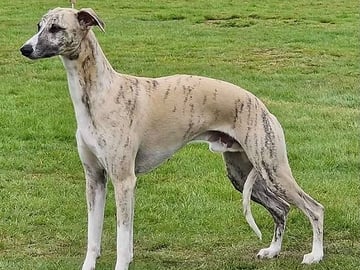 OakLight Whippets