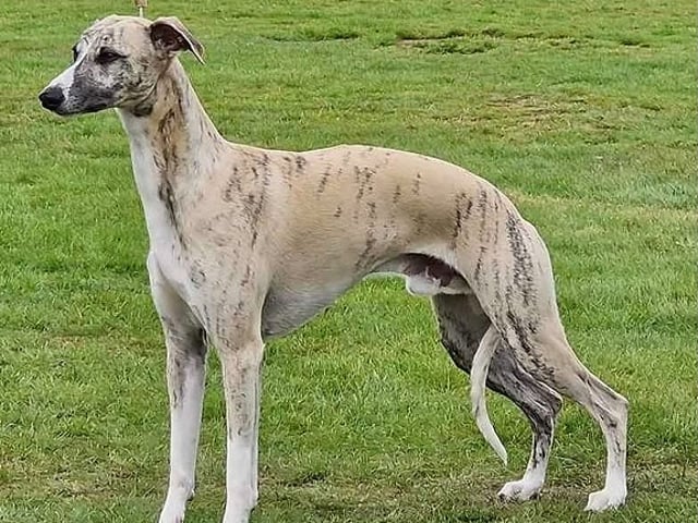 Whippet Valper ventes
