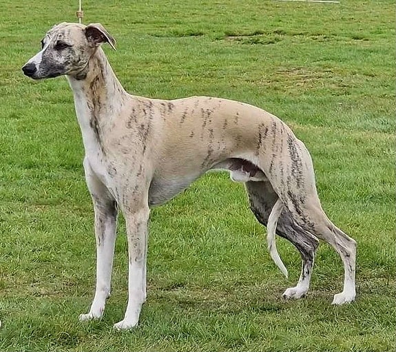 OakLight Whippets