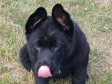 Kennel Snibor Anzi