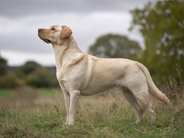 Labrador Retriever