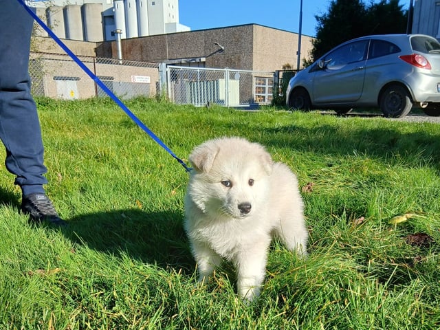 Husky valper