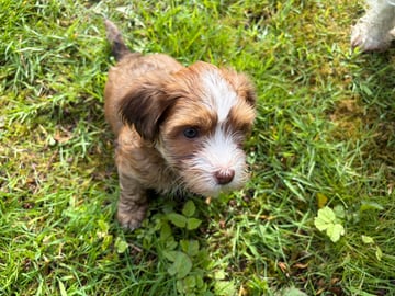 Vår Frues Kennel