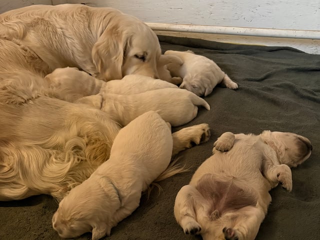 Golden retriever