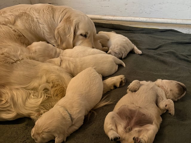 Golden retriever