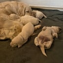 Golden retriever