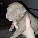 American Bully