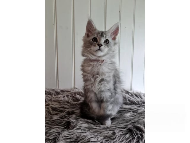 Maine Coon