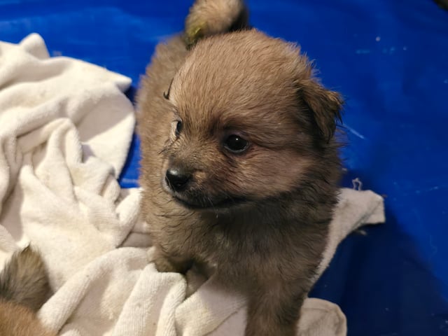 German Spitz – Mittelspitz · Luleå · Dålakungens kennel