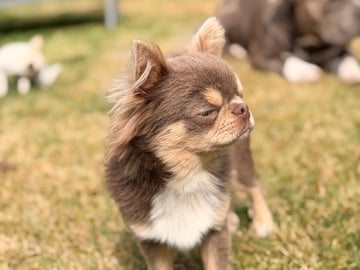 Chihuahua · Karlstad · Zusanna D.