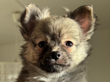 Chihuahua · Bålsta · Bålsta