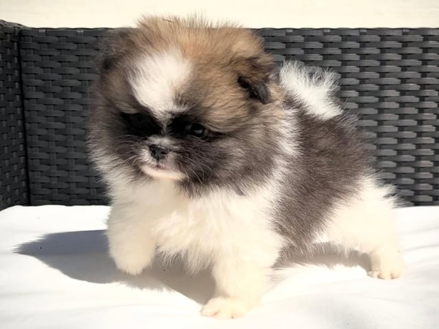 Pomeranian