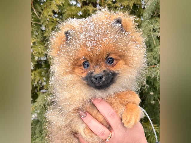 Triple L Poms