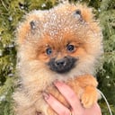 Pomeranian