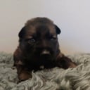 Schäferhund