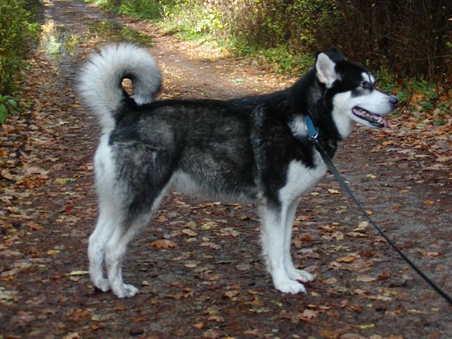 Alaskan malamute