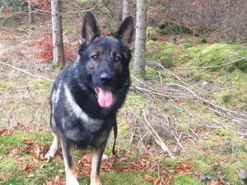Kennel Snibor Anzi
