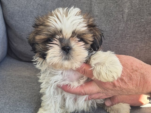 Shih Tzu