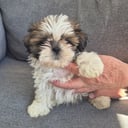 Shih tzu