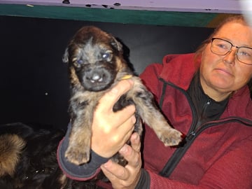 Schæferhund · Hova · Charming Shepherd's