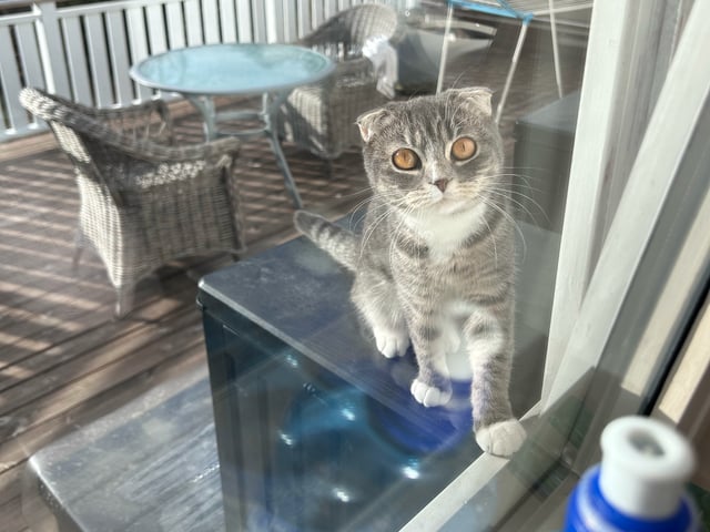Scottish Fold