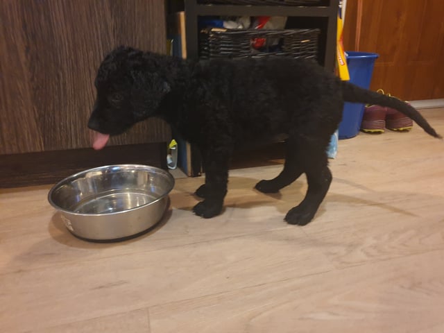 Curly coated retriever