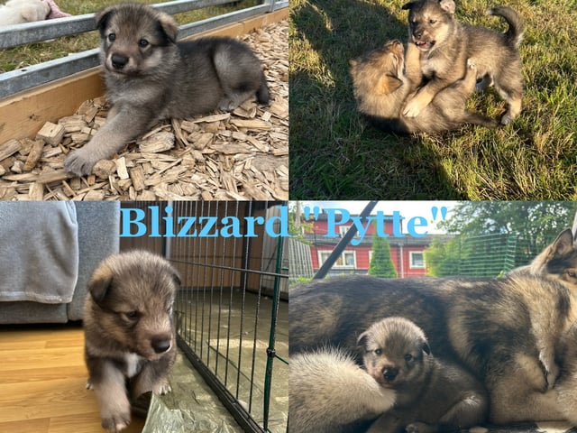 valp: Blizzard "Pytte"