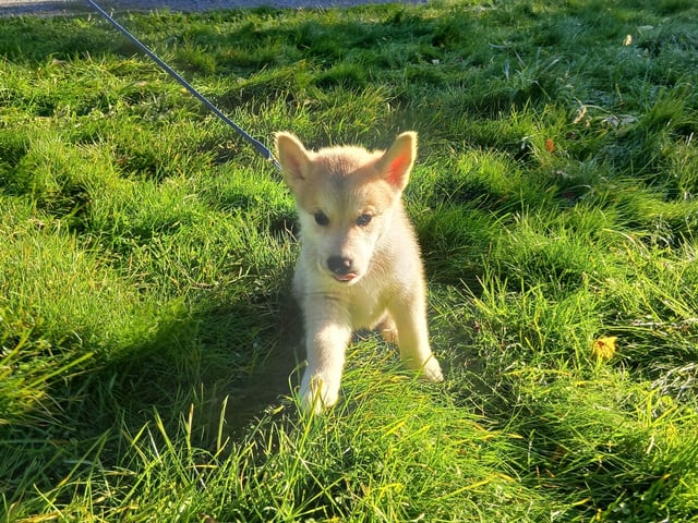 Husky valper