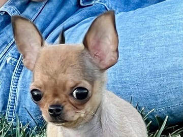 Chihuahua · Fjärdhundra · Bastängens