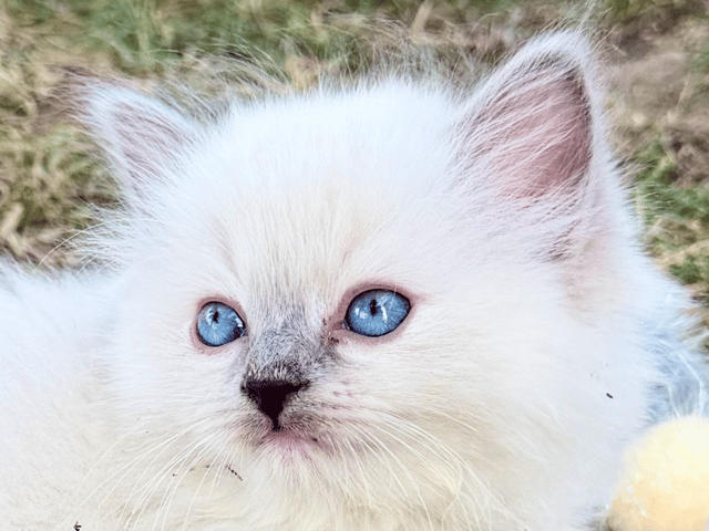 Kattunge: SE*Anderwels Frosty Silver Bell