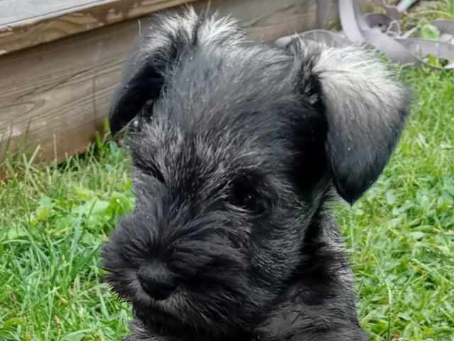 Dværgschnauzer