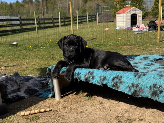 Cane Corso