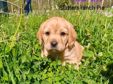 Slätters Ranch