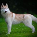 Siberian husky
