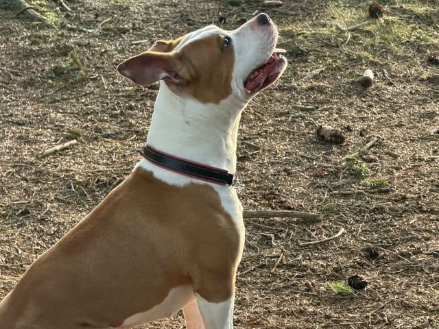 American staffordshire terrier