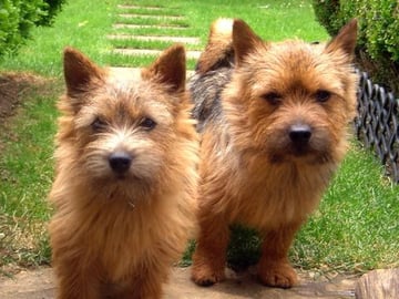 Norwichterrier