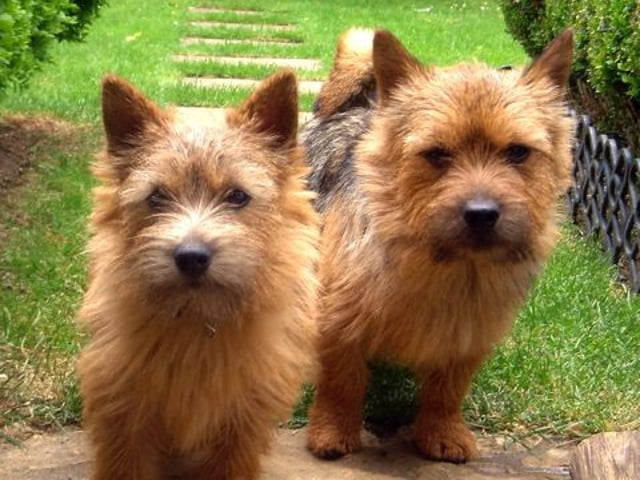 Norwich terrier