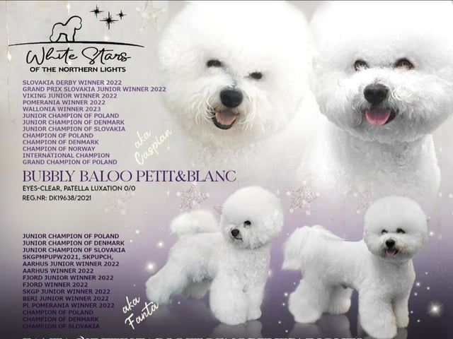 Bichon frisé