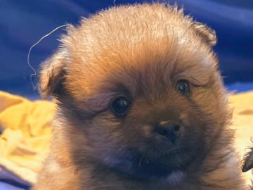 German Spitz – Mittelspitz · Luleå · Dålakungens kennel