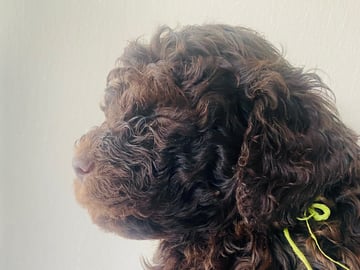 Redéns Lagotto