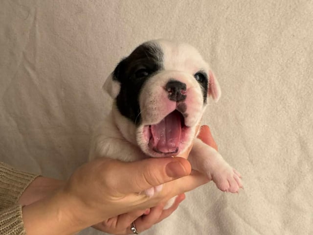 Staffordshire bull terrier