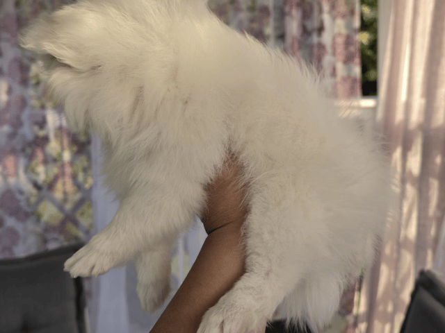 Pomeranian